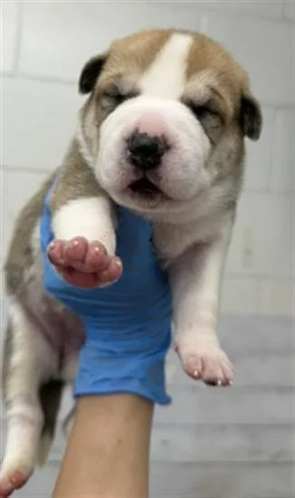 A baby small-sized female Pit Bull Terrier dog named Galaxy for adoption in San Bernardino, CA