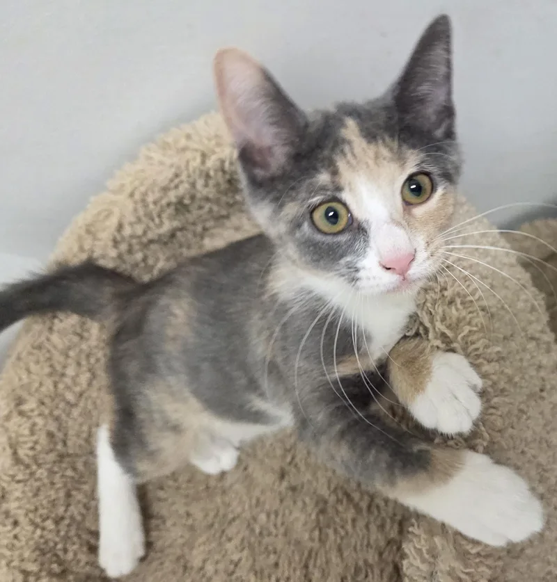 A baby medium-sized female Calico Domestic Short Hair cat named Baby Ruth for adoption in Mount Prospect, IL