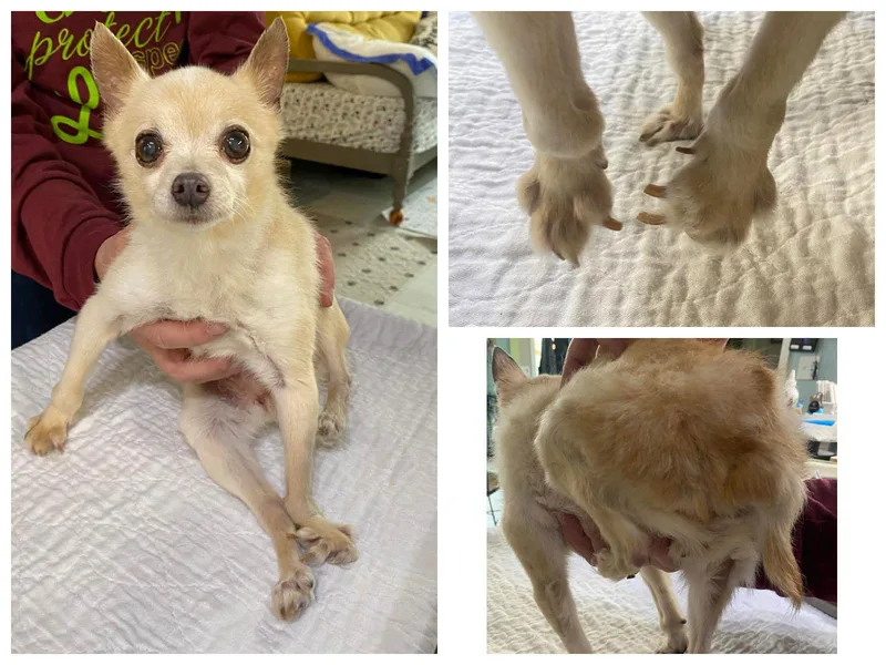 Lemondrop thumbnail 3