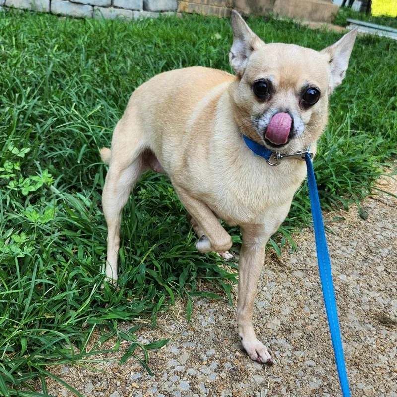 An adult small-sized female Yellow / Tan / Blond / Fawn Chihuahua dog named Hope for adoption in Rossville, GA