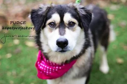 A senior large-sized female Black Mixed Breed dog named Pudge for adoption in Kansas City, MO