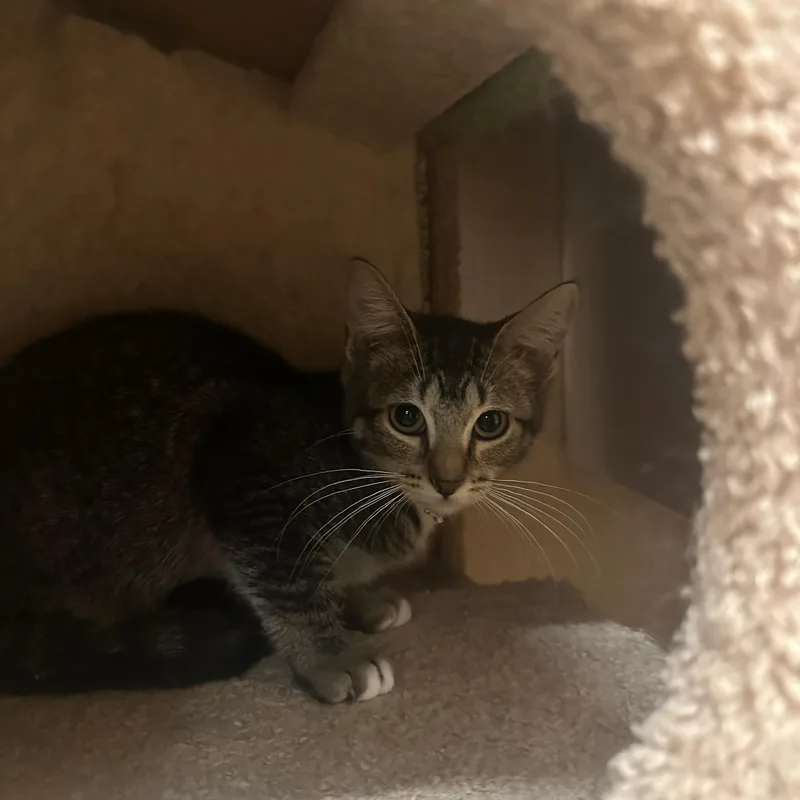A baby medium-sized female Tabby (Buff / Tan / Fawn) Domestic Short Hair cat named Lamb Chop for adoption in SCOTTSDALE, AZ