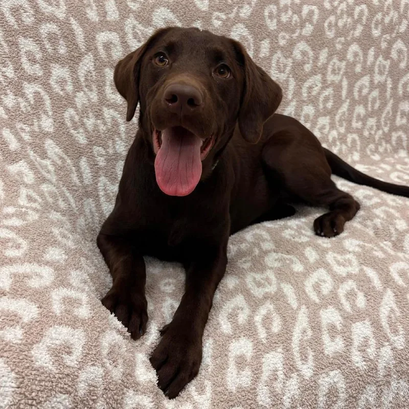 A young medium-sized female Brown / Chocolate Chocolate Labrador Retriever dog named Mocha for adoption in Pontiac, IL