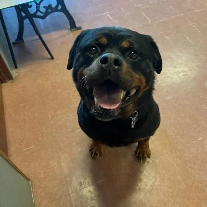 An adult large-sized male Black Rottweiler dog named Panzer for adoption in Rapid City, SD