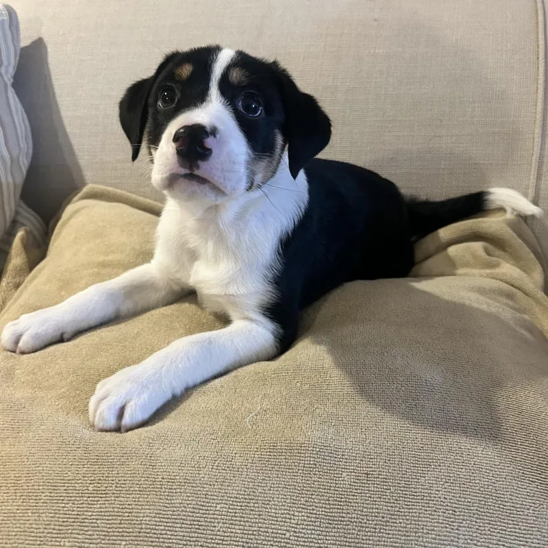 A baby medium-sized male Black Bernese Mountain Dog dog named Waylon for adoption in La Grange, KY