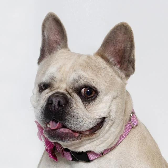 An adult medium-sized female French Bulldog dog named Princess for adoption in Santa Barbara, CA