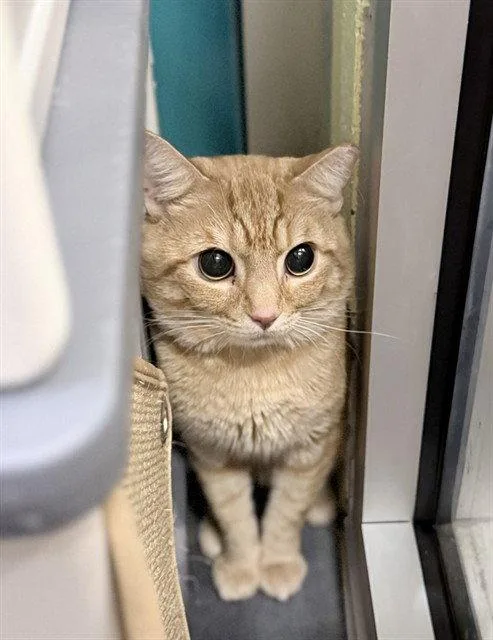 An adult large-sized male Orange / Red Domestic Short Hair cat named Baby Terry for adoption in Tavares, FL