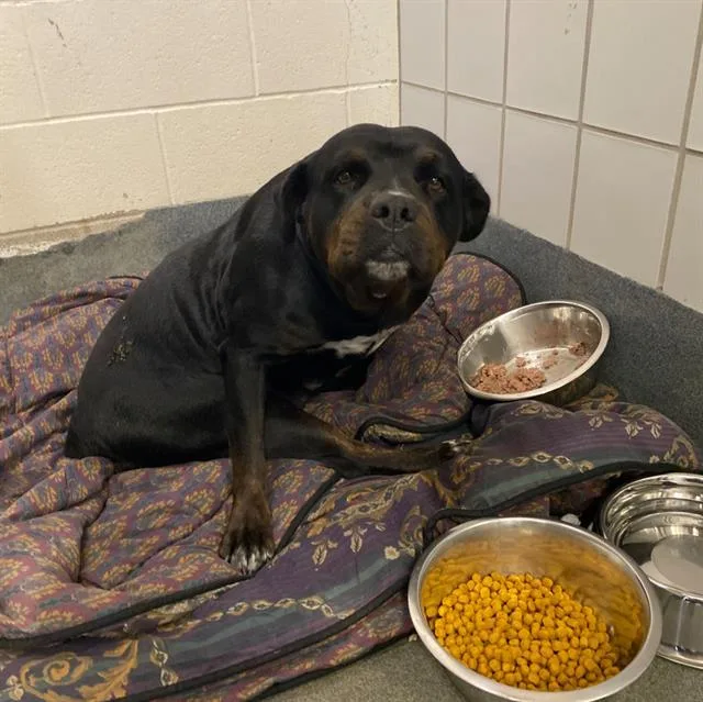 An adult large-sized female Rottweiler dog named Princess for adoption in San Antonio, TX