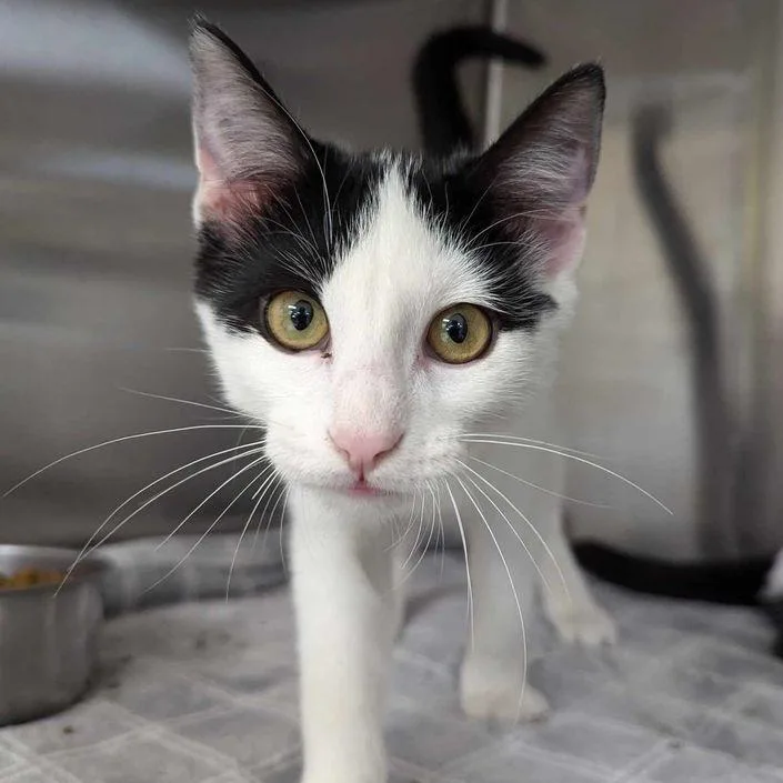 An adult large-sized female Black Domestic Short Hair cat named Phoenix for adoption in Milan, IL