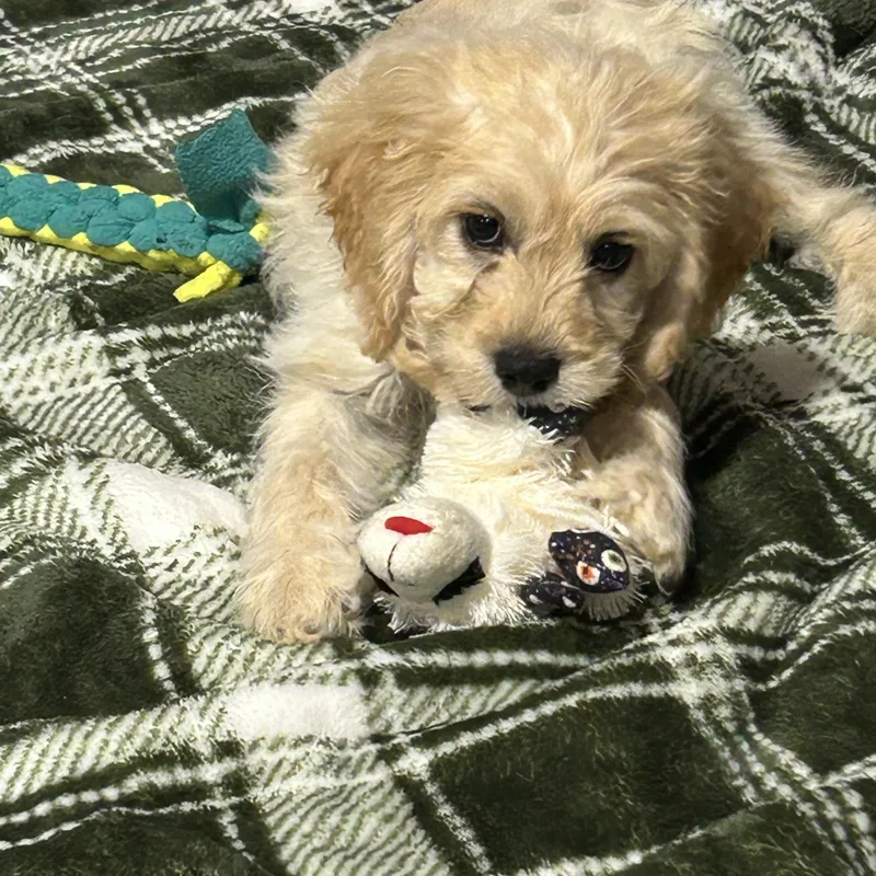 A baby small-sized male Cockapoo dog named Tommy. Buff . lbs for adoption in Antwerp, OH