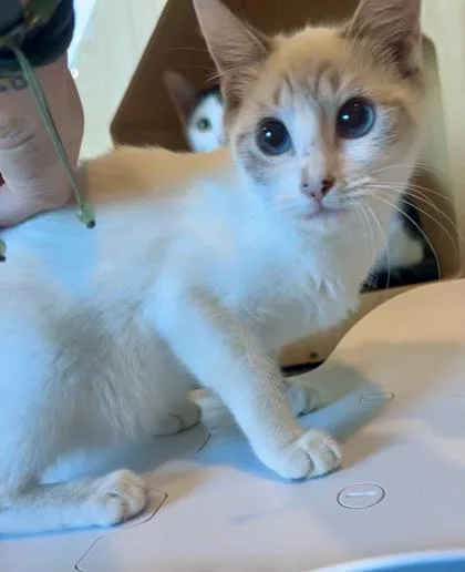 A baby small-sized female Domestic Short Hair cat named Anastasia for adoption in Palm Coast, FL