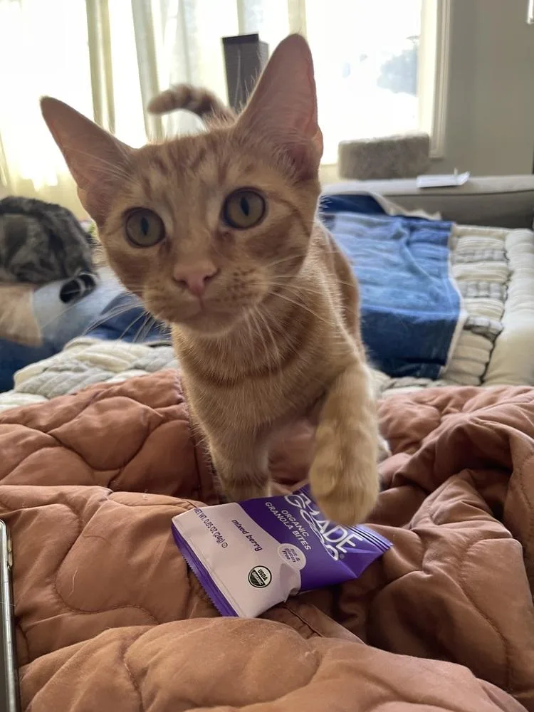 A baby small-sized male Domestic Short Hair cat named Cheese for adoption in Fremont, CA