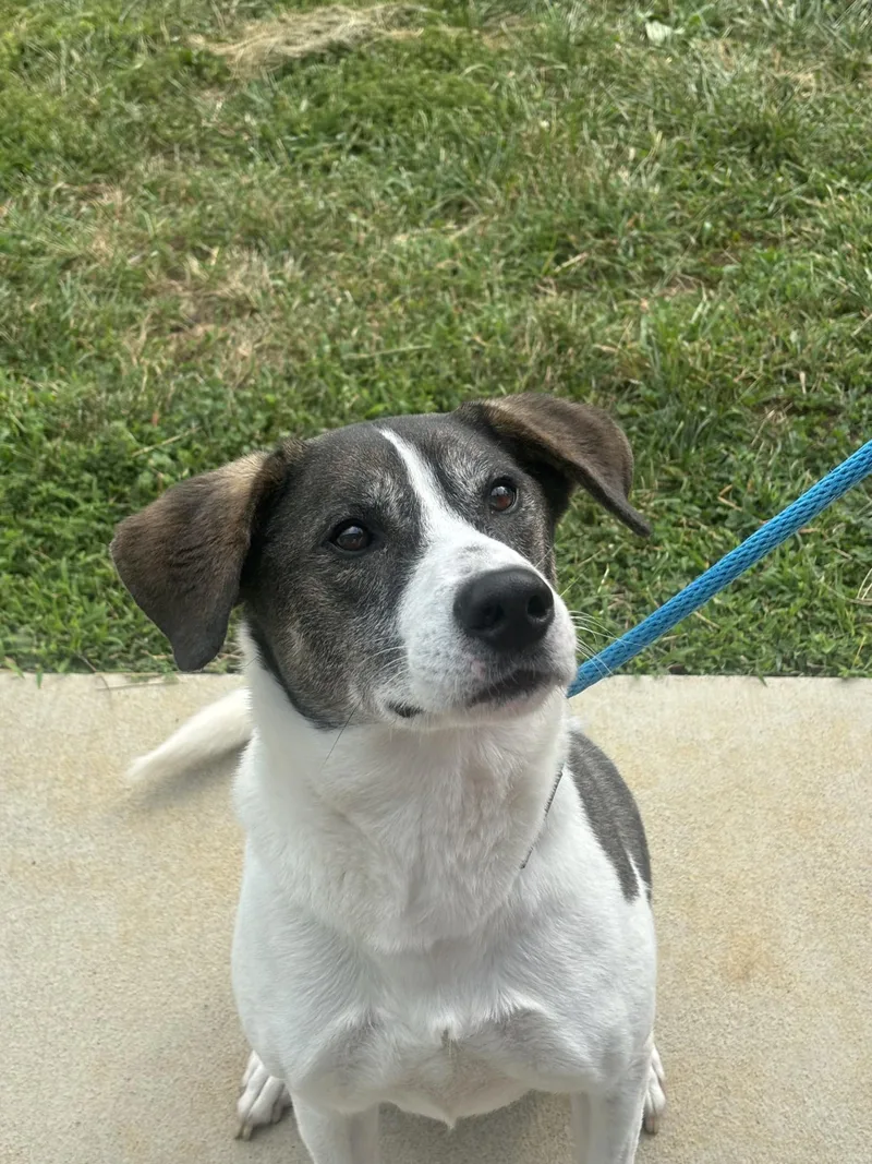 An adult medium-sized male Hound dog named Bruno for adoption in La Grange, KY