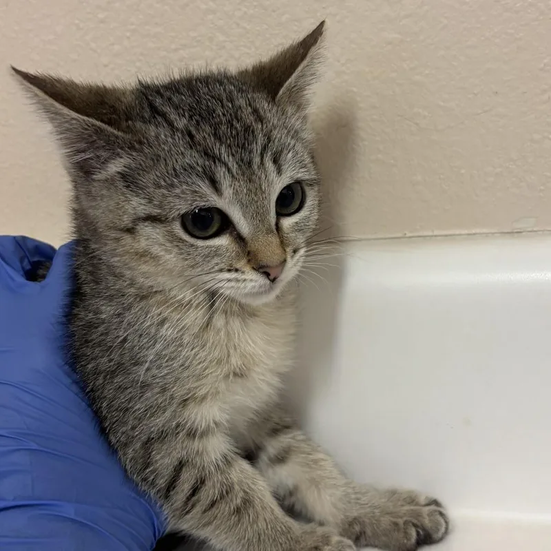 A baby small-sized female Brown / Chocolate Domestic Short Hair cat named Poodle for adoption in Salt Lake City, UT