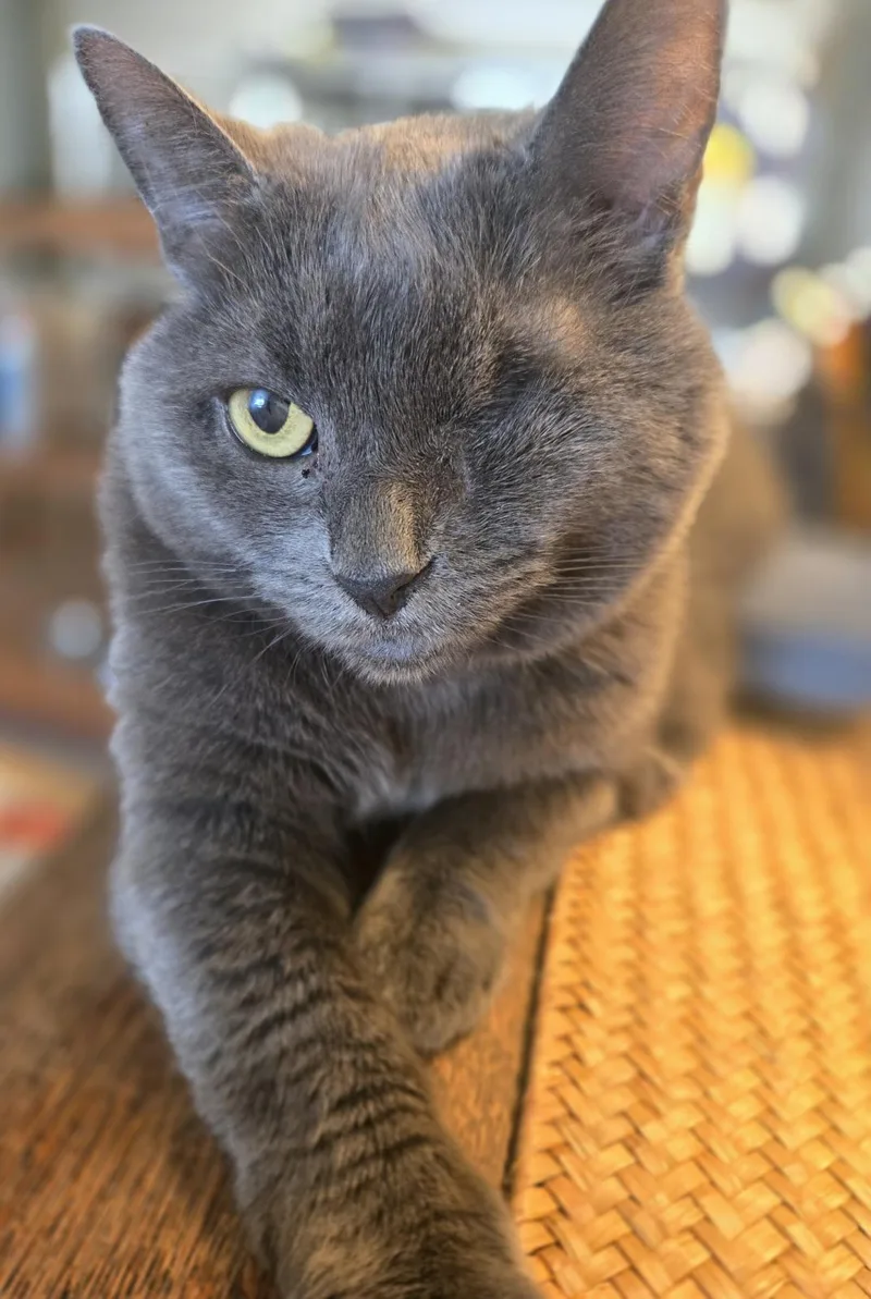 A senior medium-sized female Gray / Blue / Silver Domestic Short Hair cat named Emerald for adoption in New York, NY