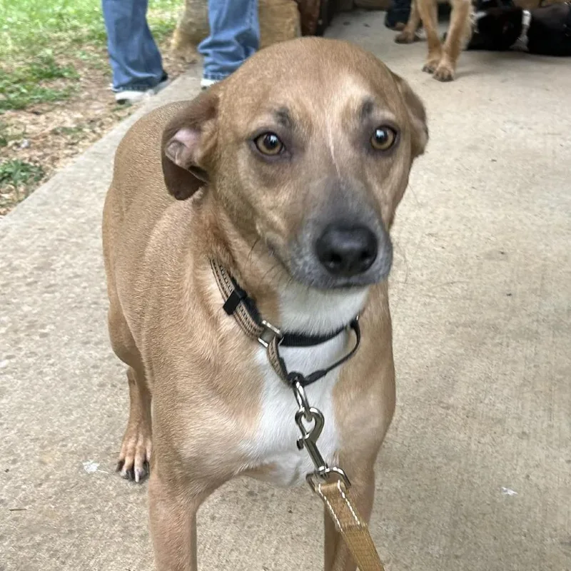 An adult medium-sized female Brown / Chocolate Treeing Walker Coonhound dog named Lilly for adoption in Shelby, NC