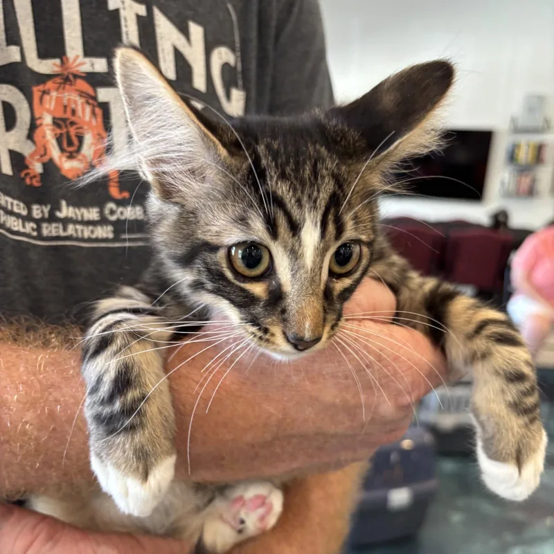 A baby medium-sized male Tabby cat named Monte for adoption in MONTGOMERY, TX
