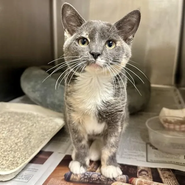 A baby small-sized female Domestic Short Hair cat named Sylvie for adoption in Riverside, CA