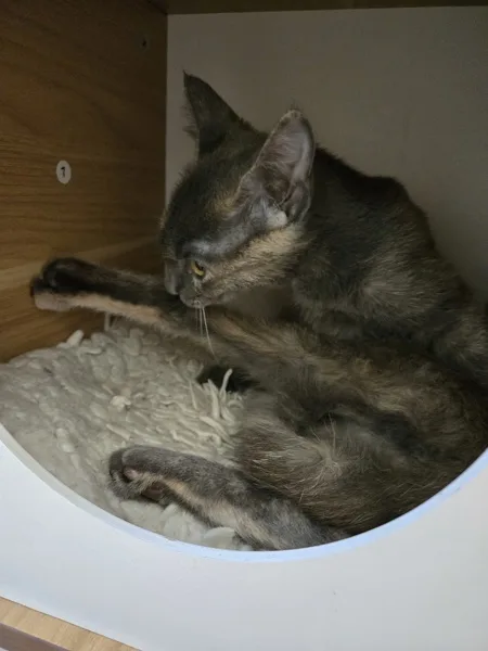 A young medium-sized female Manx cat named Aretha for adoption in Kingston, NY
