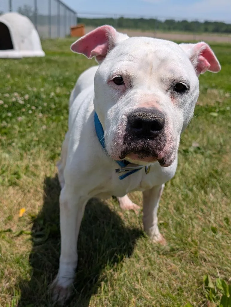 An adult medium-sized female Terrier dog named Pearl for adoption in Defiance, OH