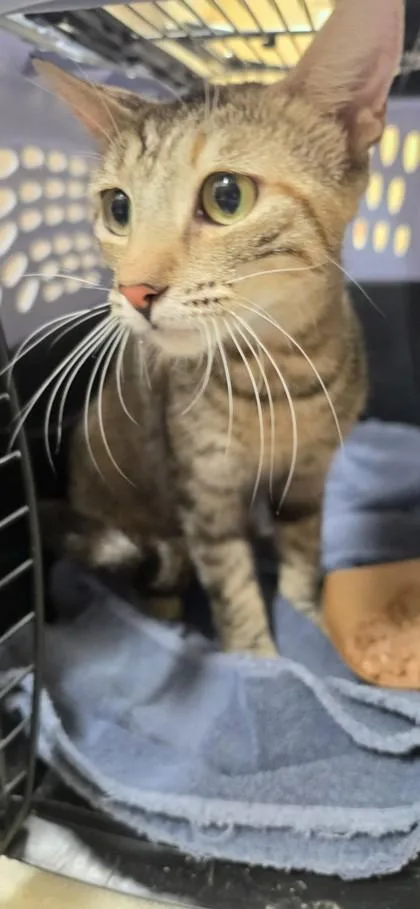 An adult small-sized female Domestic Short Hair cat named Lulu for adoption in Honolulu, HI
