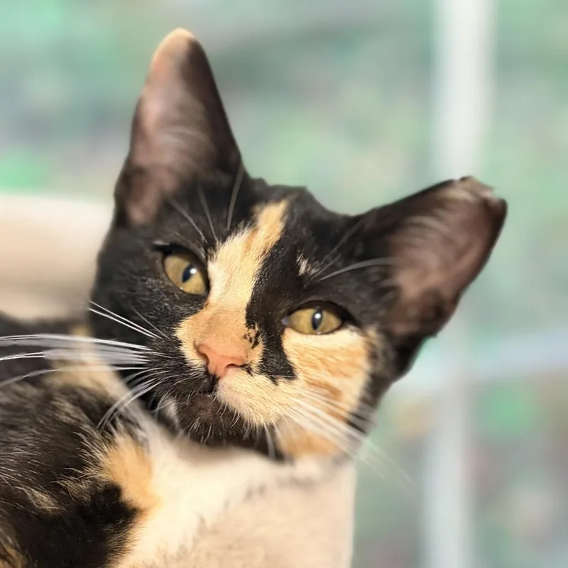 A baby small-sized female Torbie Domestic Short Hair cat named Myrtle for adoption in Aldie, VA