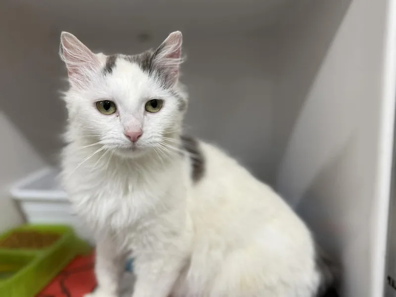 An adult medium-sized female Gray & White Domestic Long Hair cat named Celeste for adoption in Leitchfield, KY