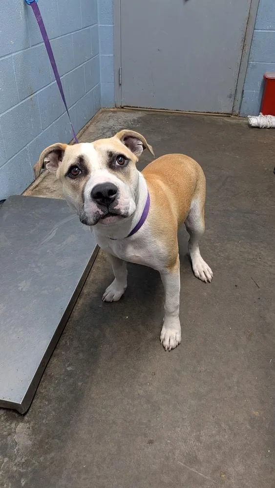 An adult large-sized male Pit Bull Terrier dog named Edwin for adoption in Evansville, IN