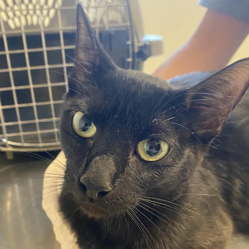 An adult medium-sized female Black Domestic Short Hair cat named Batty for adoption in Rifle, CO