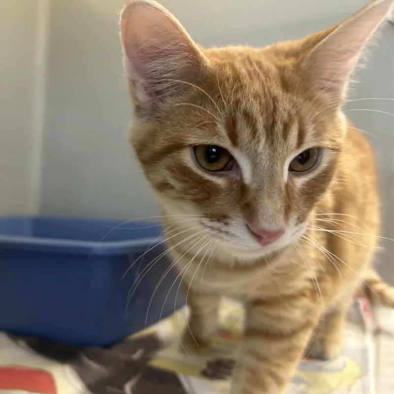 A young medium-sized male Orange / Red Domestic Short Hair cat named Cap for adoption in Saint Charles, MO