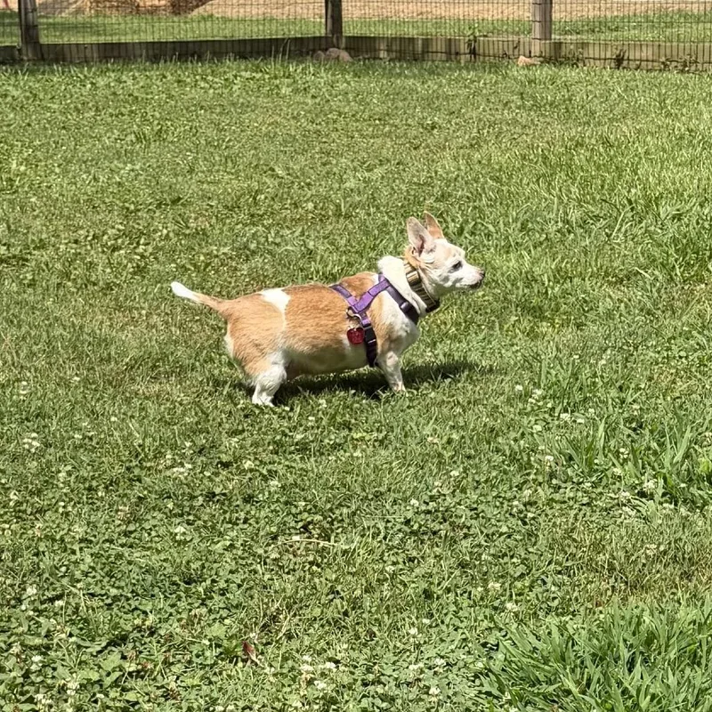 A senior small-sized female White / Cream Chihuahua dog named Chica for adoption in Austell, GA