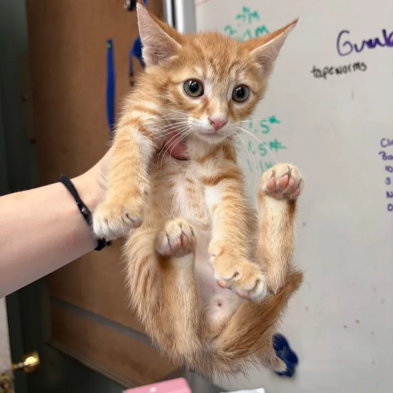 A baby small-sized male Orange / Red Domestic Short Hair cat named Cory for adoption in West Point, MS