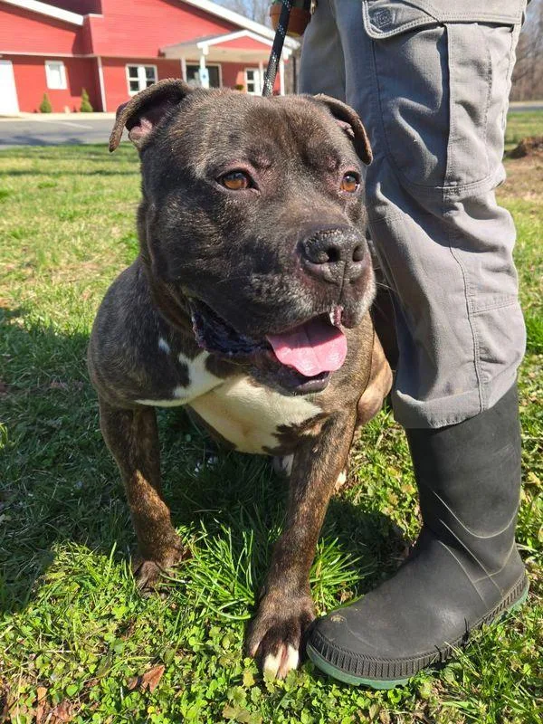 An adult large-sized male Mastiff dog named Lee for adoption in Skillman, NJ