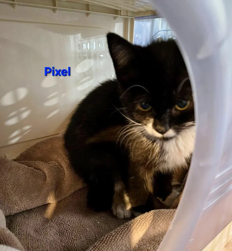 A baby medium-sized female Black & White / Tuxedo Domestic Short Hair cat named Pixel for adoption in Penndel, PA