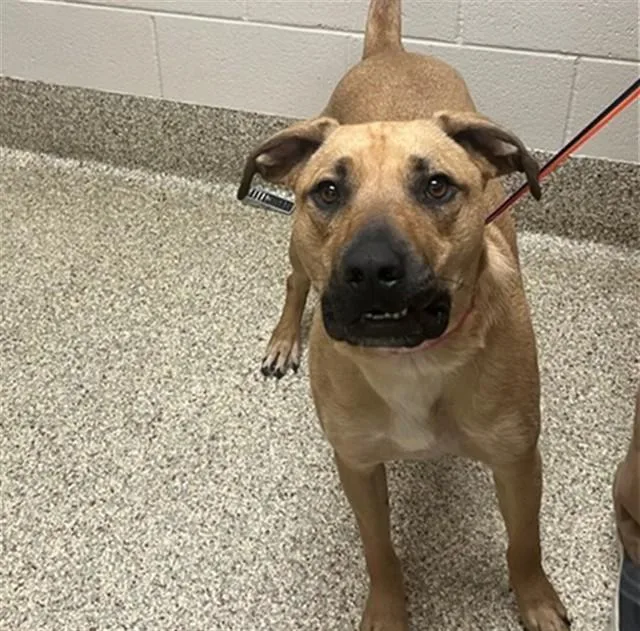 A young medium-sized male Black Mouth Cur dog named Kobe for adoption in Colorado Springs, CO