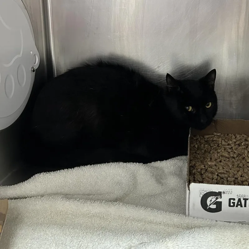 A young medium-sized male Black Domestic Short Hair cat named Jameson for adoption in Newark, NJ
