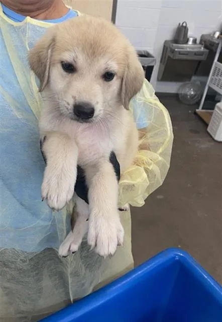 A baby large-sized female Mixed Breed dog named Charlotte for adoption in Dallas, TX