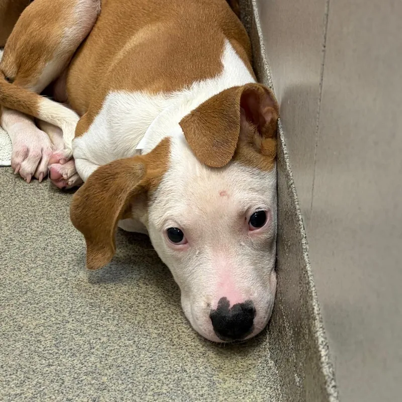 A baby small-sized female White / Cream Pit Bull Terrier dog named Ketchup for adoption in Nashville, TN