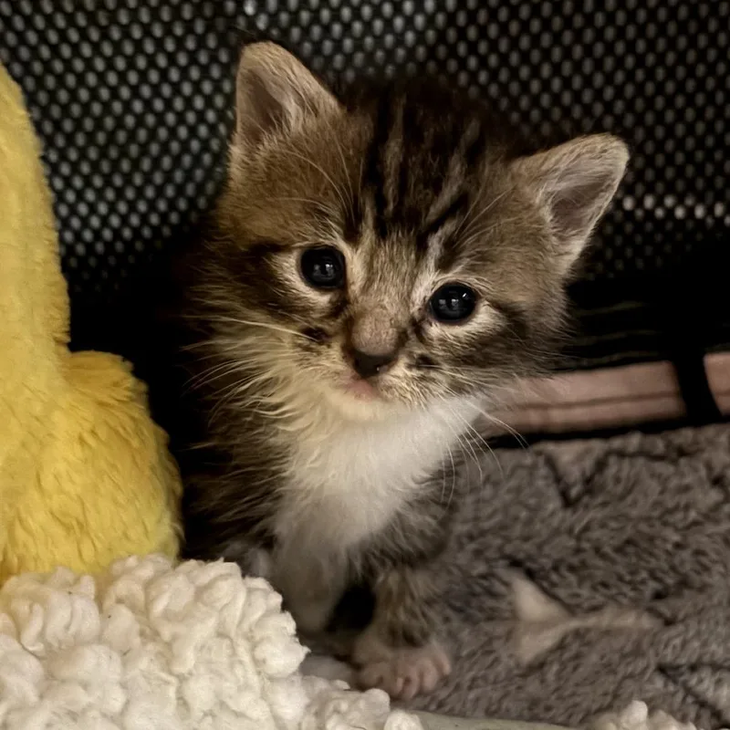 A baby small-sized male Brown / Chocolate Domestic Short Hair cat named Snorlax for adoption in Long Beach, CA
