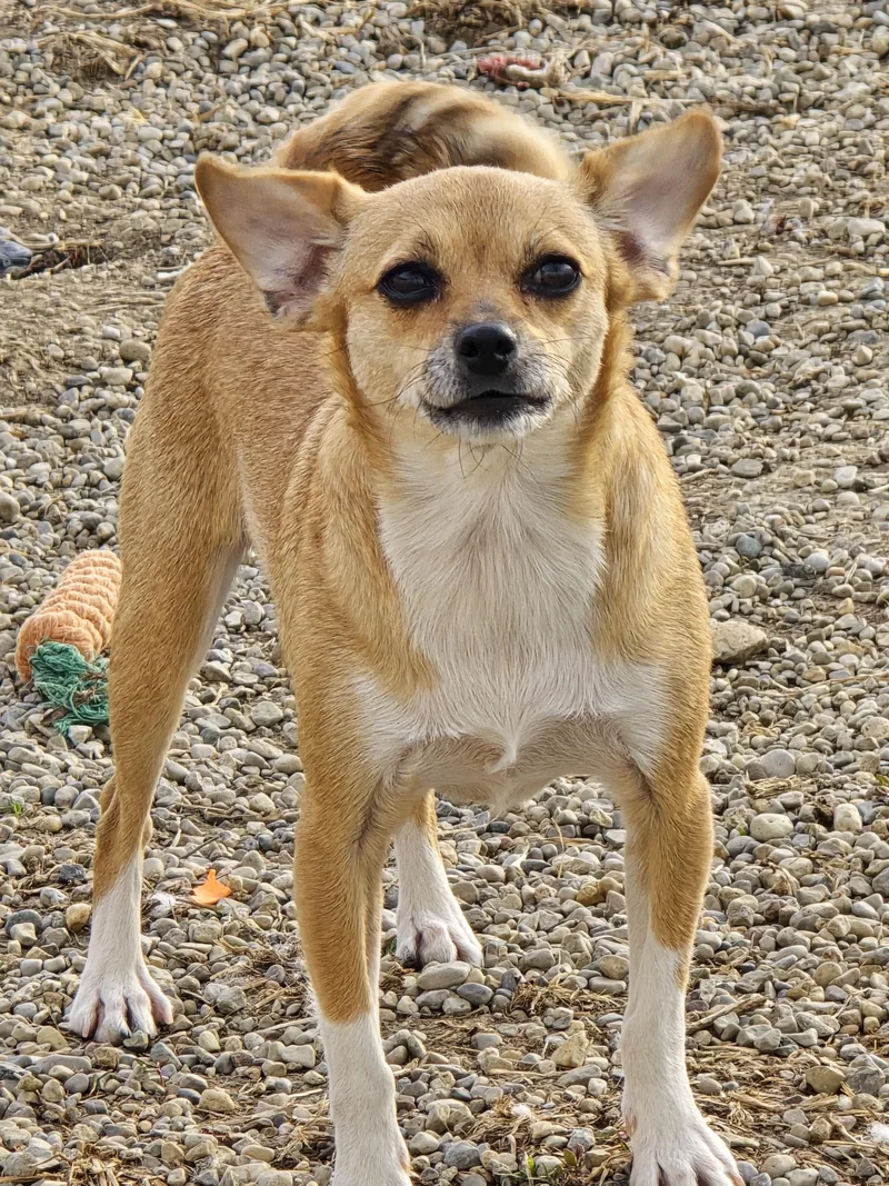 An adult small-sized female Chihuahua dog named Amy for adoption in Ross, OH