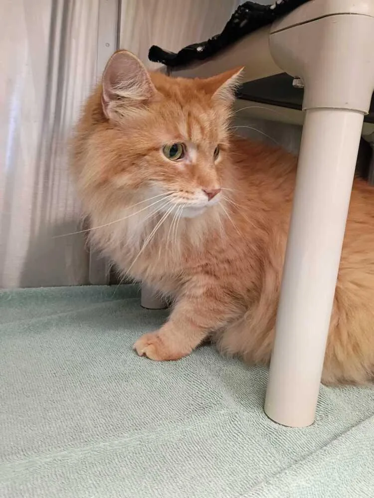 An adult large-sized male Domestic Long Hair cat named Mr Big for adoption in Bowling Green, OH