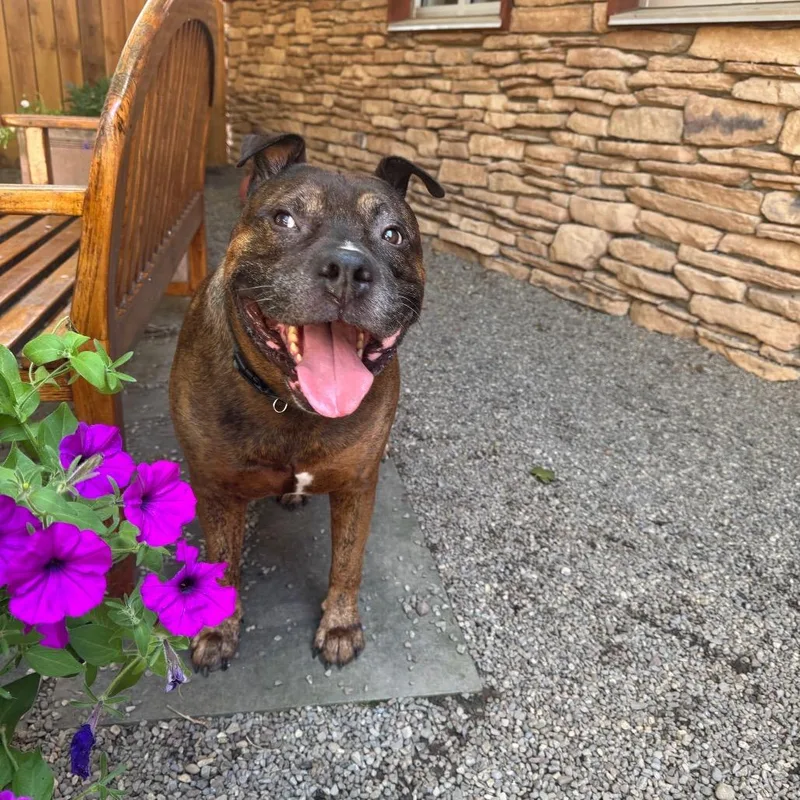 A senior medium-sized male Brown / Chocolate Mixed Breed dog named Jax for adoption in Fairport, NY