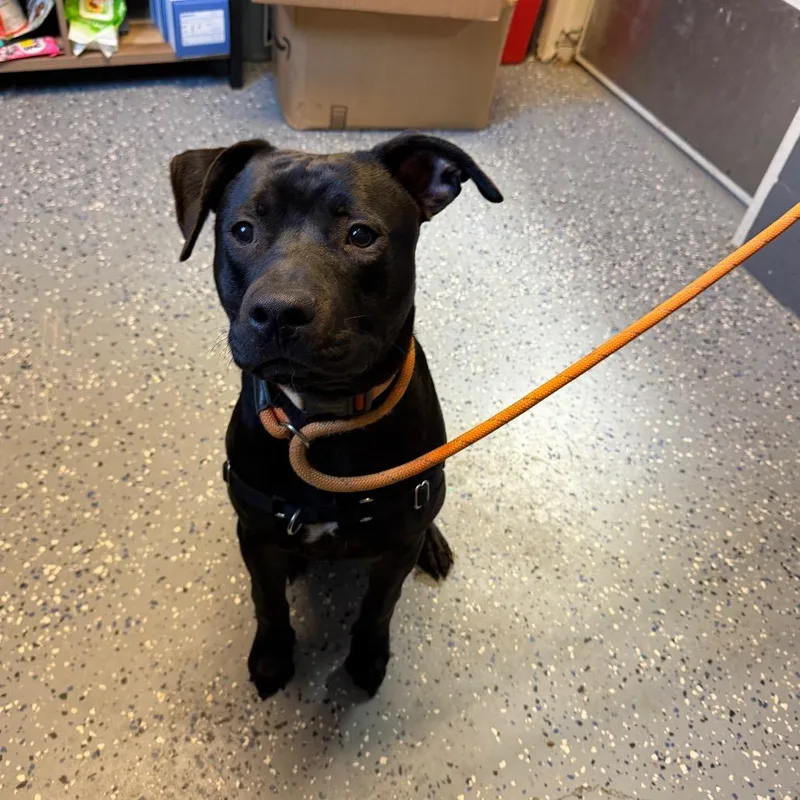 A young medium-sized male Black Pit Bull Terrier dog named Freddie for adoption in Tuscaloosa, AL