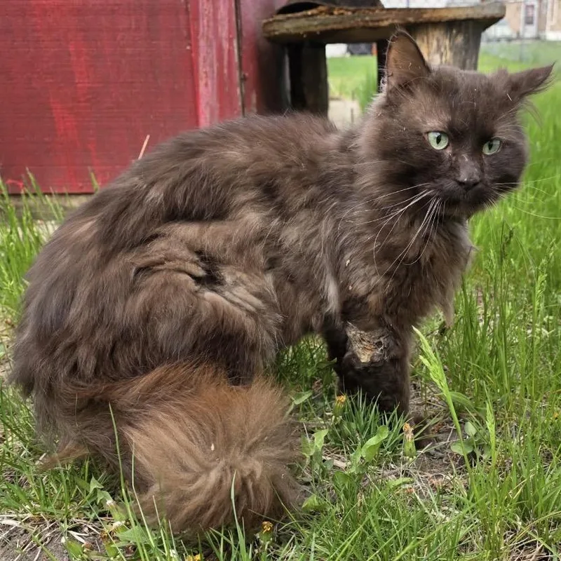An adult medium-sized male Brown / Chocolate Domestic Long Hair cat named Cola for adoption in Bismarck, ND