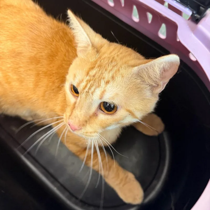 A young medium-sized male Orange / Red Domestic Short Hair cat named Pumpkin for adoption in Clearwater, FL