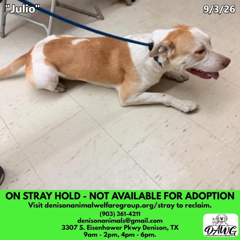 An adult large-sized male Labrador Retriever dog named Julio for adoption in Denison, TX