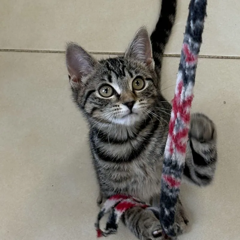 A baby small-sized female Tabby (Gray / Blue / Silver) American Shorthair cat named Jyn Erso for adoption in North Haven, CT