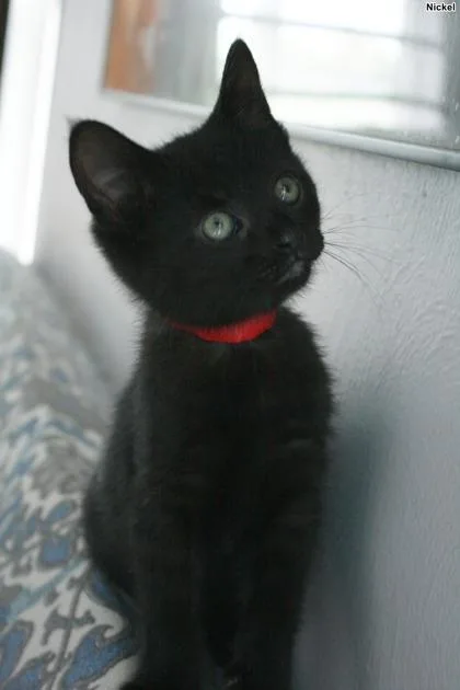 A baby small-sized female Domestic Short Hair cat named Nickel for adoption in Hobart, IN