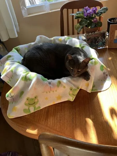 An adult medium-sized female Domestic Short Hair cat named Minnie for adoption in Oceanside, CA