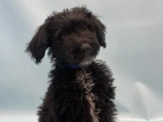 A baby large-sized male Standard Poodle dog named Andy for adoption in Woodbury, MN